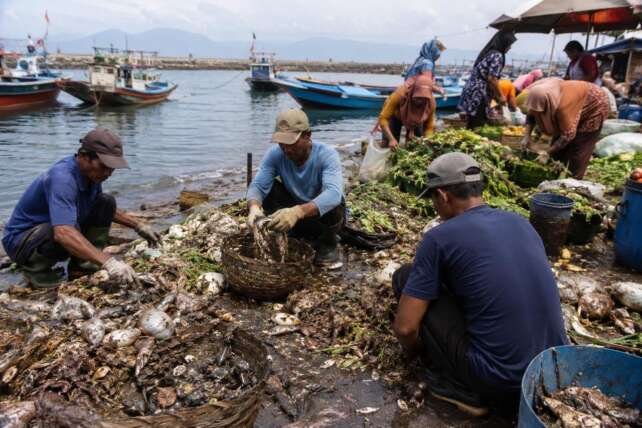 Ilustrasi nelayan dan pedagang pasar mengumpulkan sampah hasil laut tangkapan nelayan dan sampah organik pasar.