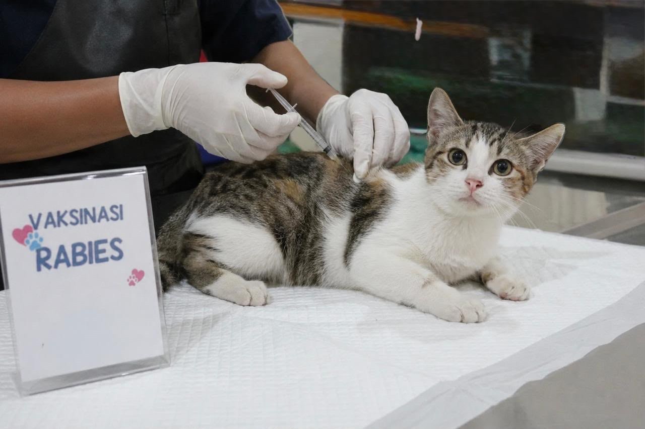 Vaksin rabies bukan hanya melindungi kesehatan hewan, melainkan juga melindungi manusia dari penyebaran virus rabies.