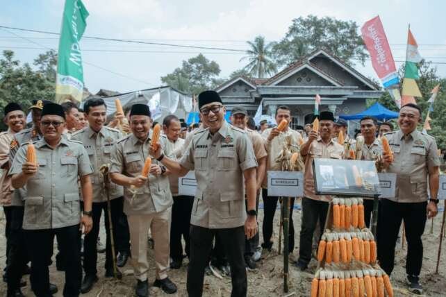 Komoditas jagung yang berkenaan dengan nasib satu juta petani jagung, menjadi salah satu perhatian Gubernur Mirza. (Foto: ist)
